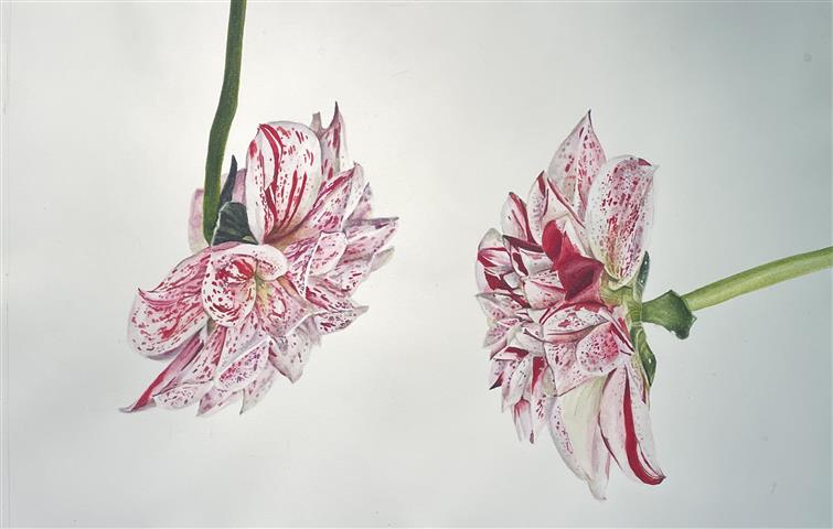 Watercolor painting of two pink & white dahlias
