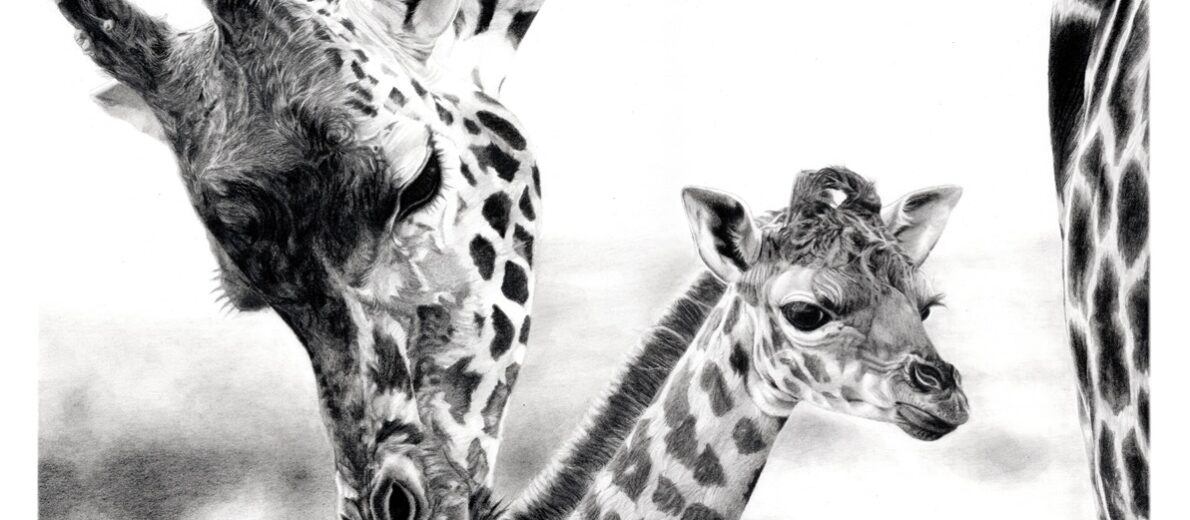 Illustration of a Mother Giraffe with her baby