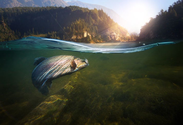 PNW Salmon in a river