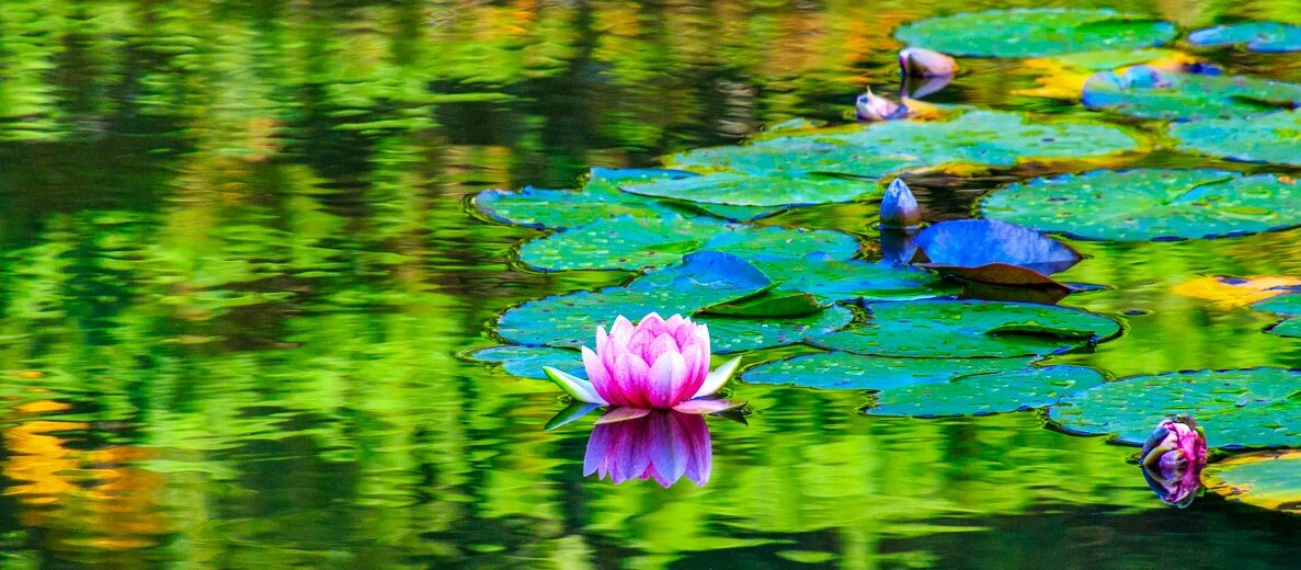 Pond Lilies Art by Phyllis McDaniel