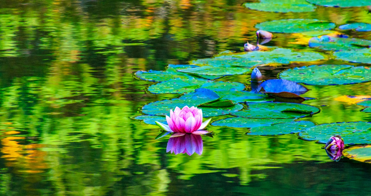 Pond Lilies Art by Phyllis McDaniel