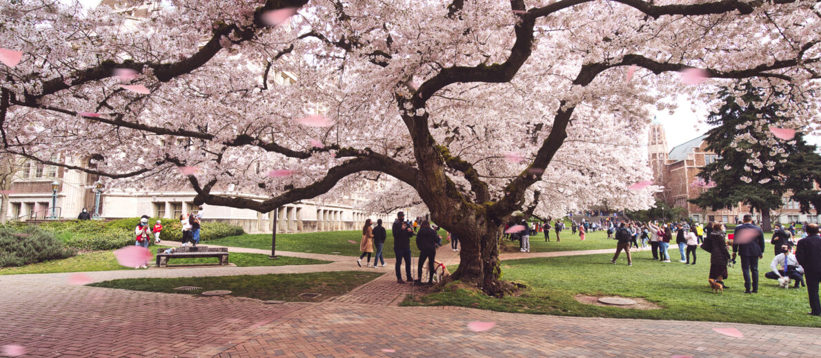 Cherry blossoms as Seattle's University of Washington
