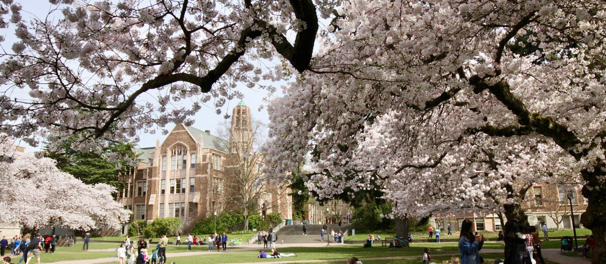 Cherry blossom time on the University of Washington Campus in Seattle